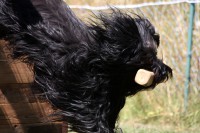 /album/fotogalerie-finn-des-travailleurs-barbus/img-1122-jpg/